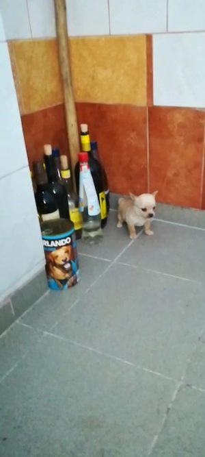pui Chihuahua ajut cu transport in țară 