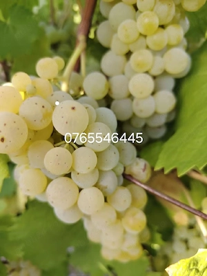 vand struguri de vin