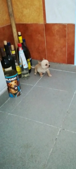 pui Chihuahua ajut cu transport in țară  - imagine 5