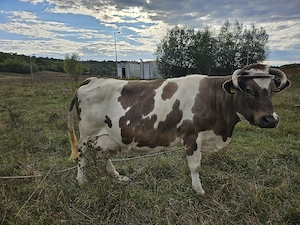 Vand vacă cu tăuraș