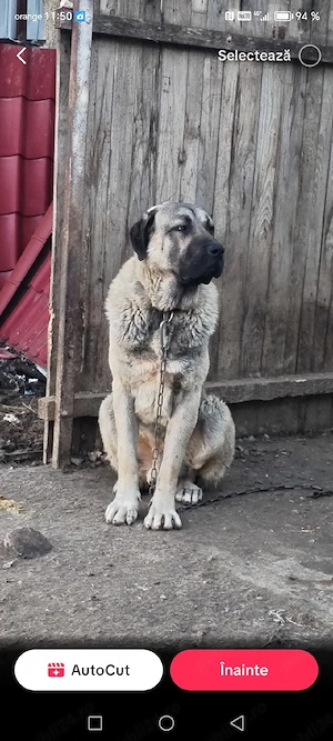 Vând kangal  - imagine 2