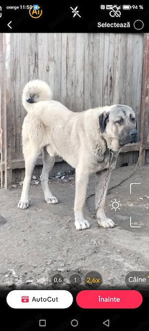 Vând kangal 