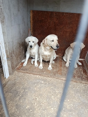 Labrador retriever  - imagine 3