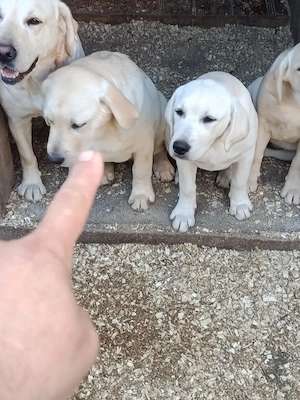 Labrador retriever  - imagine 2
