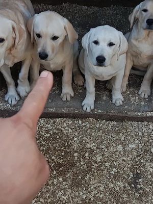 Labrador retriever 