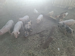 Vand purcei  9 saptamani 