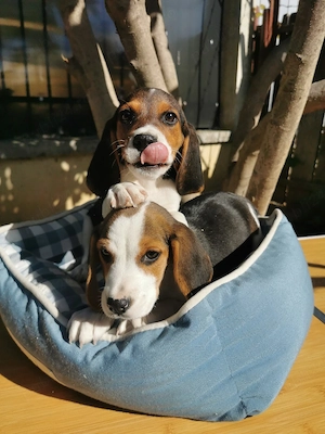Beagle tricolor  - imagine 2