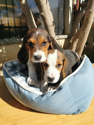 Beagle tricolor  - imagine 4