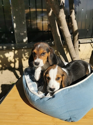 Beagle tricolor  - imagine 3