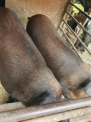 Porci mangalita  - imagine 2