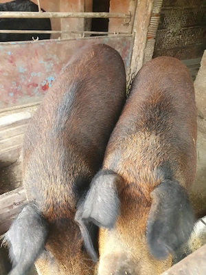 Porci mangalita 
