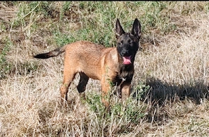 femela malinois 