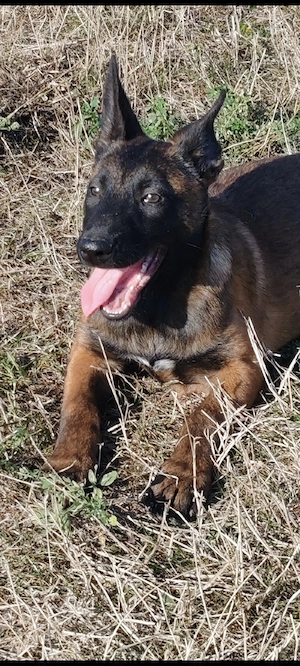 femela malinois  - imagine 5