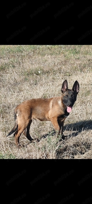 femela malinois  - imagine 3