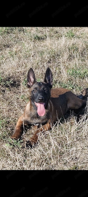 femela malinois  - imagine 4