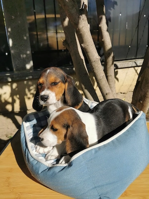 Beagle tricolor  - imagine 5