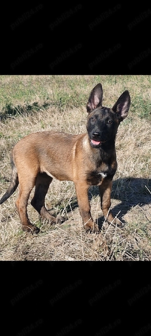 femela malinois  - imagine 2