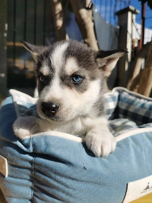 Husky cu ochii albaștri  - imagine 3