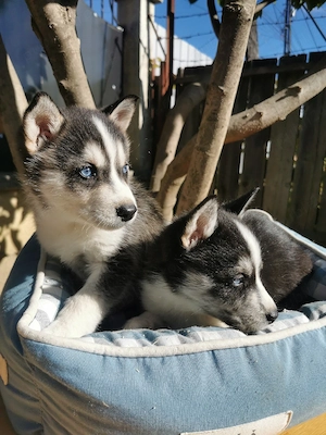 Husky cu ochii albaștri  - imagine 2