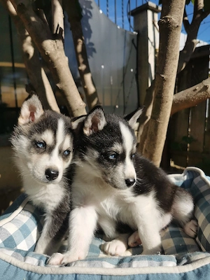 Husky cu ochii albaștri 