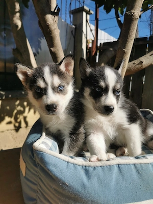 Husky cu ochii albaștri  - imagine 5