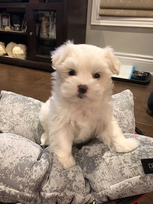 Bichon mini toy 