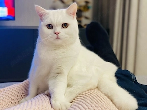 British Shorthair Femelă 