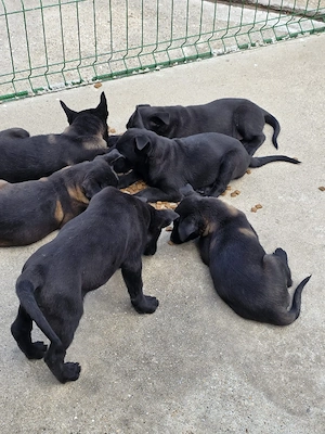 Catei Ciobanesc Belgian Malinois