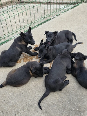 Catei Ciobanesc Belgian Malinois - imagine 4