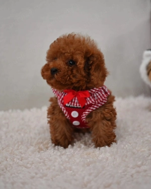 Pui Caniche Poodle Red- calitate EXPO din Canisa Proprie  - imagine 5