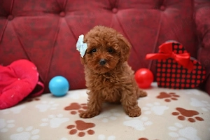 Pui Caniche Poodle RED Autentic din Părinți EXPO - imagine 4