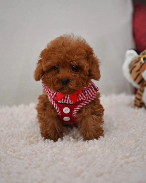 Pui Caniche Poodle Red- calitate EXPO din Canisa Proprie 