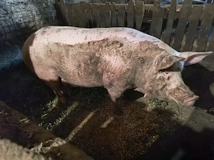 Vând porc, preț negociabil  - imagine 4
