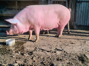 Vând porc, preț negociabil 