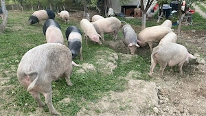 porci de vanzare  - imagine 2