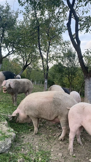 porci de vanzare  - imagine 4
