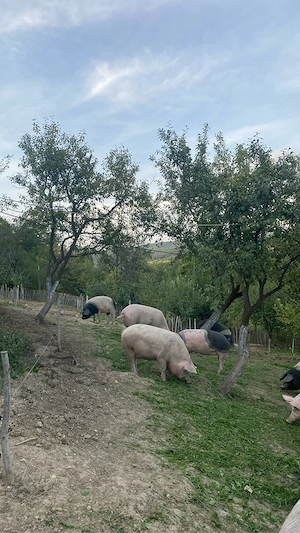 porci de vanzare 