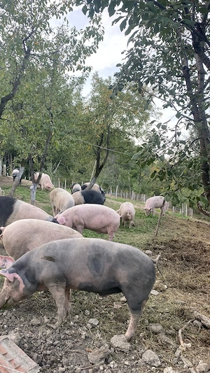 porci de vanzare  - imagine 5