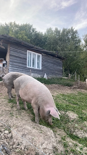 porci de vanzare  - imagine 3