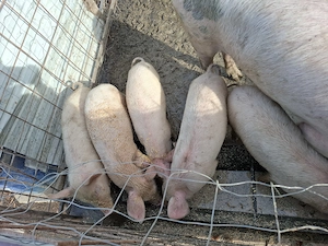 Purcei de vanzare de 12 saptamani 
