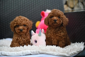 CANICHE Poodle Toy- Canisa , CALITATE genetica Expo  - imagine 4