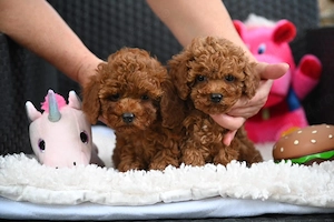 Pui Caniche Poodle Red- calitate EXPO din Canisa Proprie  - imagine 2
