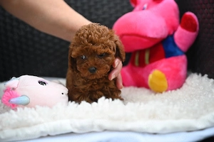 Pui Caniche Poodle Red- calitate EXPO din Canisa Proprie  - imagine 4