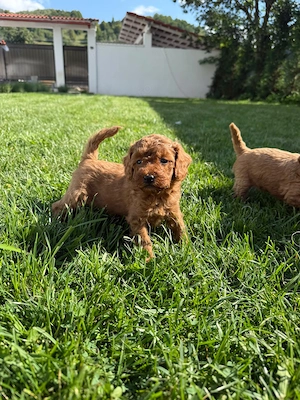 Puii  Pudel Roscat   poodle   caniche   (nu maltipoo)