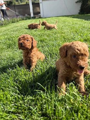 Puii  Pudel Roscat   poodle   caniche   (nu maltipoo) - imagine 5