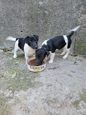 Jack Russell Multicolor