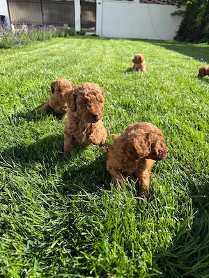 Puii  Pudel Roscat   poodle   caniche   (nu maltipoo) - imagine 3
