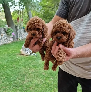 Caniche-Poodle RED TOY- din Părinți de Expoziție, Canisa Proprie 