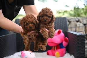 Caniche-Poodle RED TOY- din Părinți de Expoziție, Canisa Proprie  - imagine 4