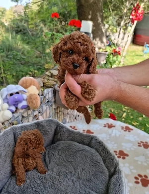 Caniche-Poodle RED TOY- din Părinți de Expoziție, Canisa Proprie  - imagine 2